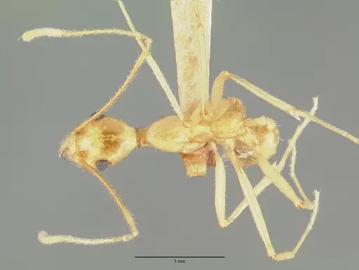 Pheidole vistana specimen CASTYPE00643 image castype00643_1