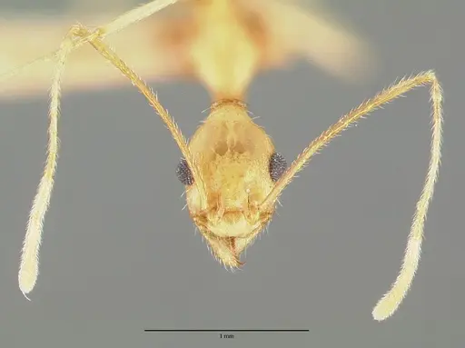 Pheidole vistana specimen CASTYPE00643 image castype00643_2