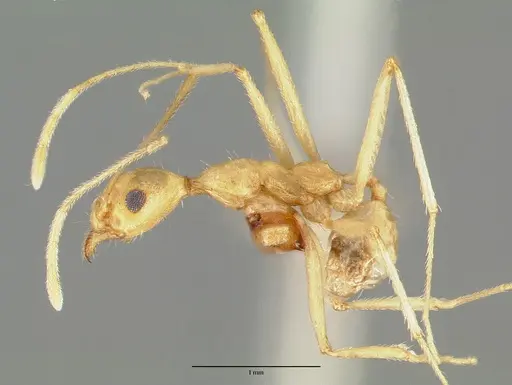 Pheidole vistana specimen CASTYPE00643 image castype00643_3