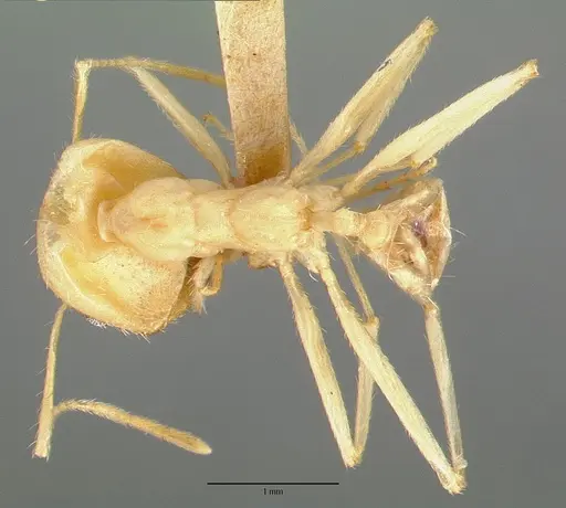 Pheidole vistana specimen CASTYPE00644 image castype00644_1