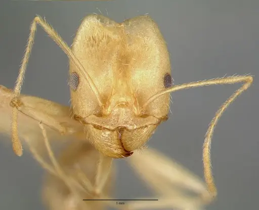 Pheidole vistana specimen CASTYPE00644 image castype00644_2