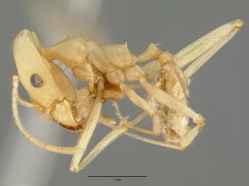 Pheidole vistana specimen CASTYPE00644 image castype00644_3