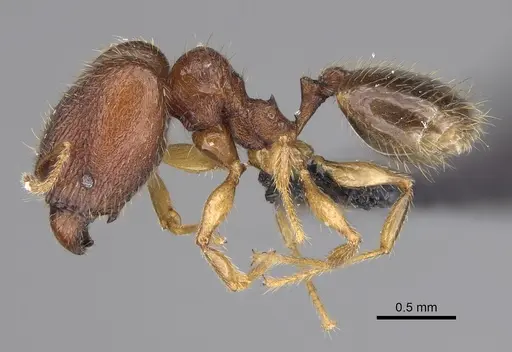Pheidole voasara specimen CASENT0028301 image casent0028301_1