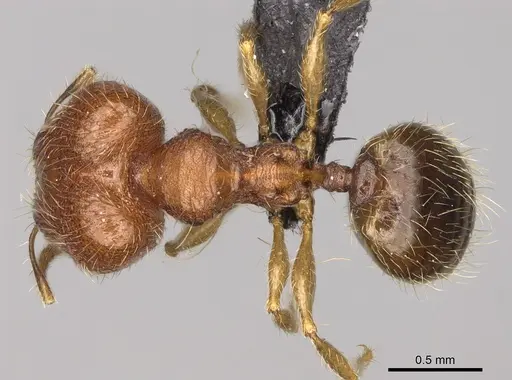 Pheidole voasara specimen CASENT0050060 image casent0050060_1