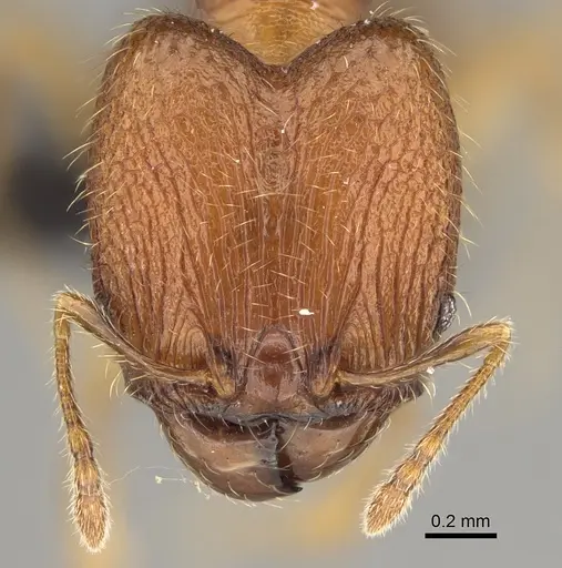 Pheidole voasara specimen CASENT0050060 image casent0050060_2