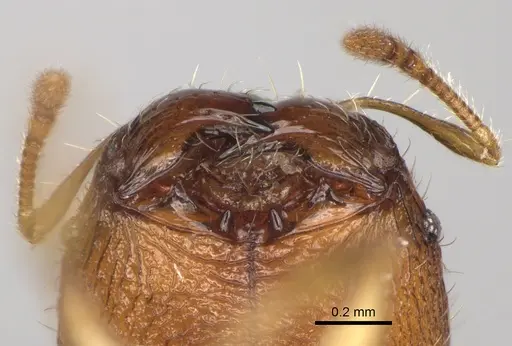 Pheidole voasara specimen CASENT0050060 image casent0050060_3