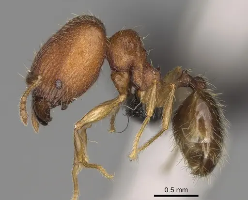 Pheidole voasara specimen CASENT0050060 image casent0050060_4
