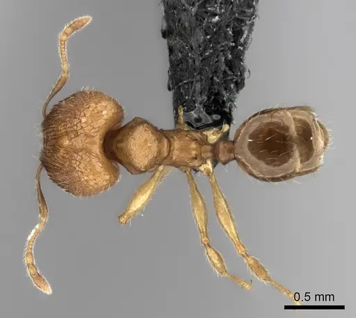 Pheidole voasara specimen CASENT0196986 image casent0196986_1