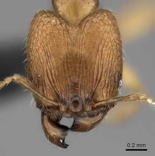 Pheidole voasara specimen CASENT0196986 image casent0196986_2