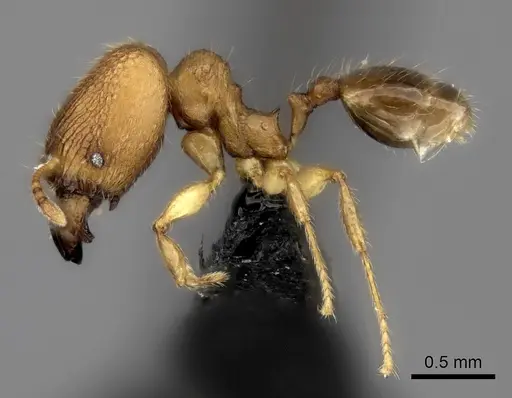 Pheidole voasara specimen CASENT0196986 image casent0196986_3
