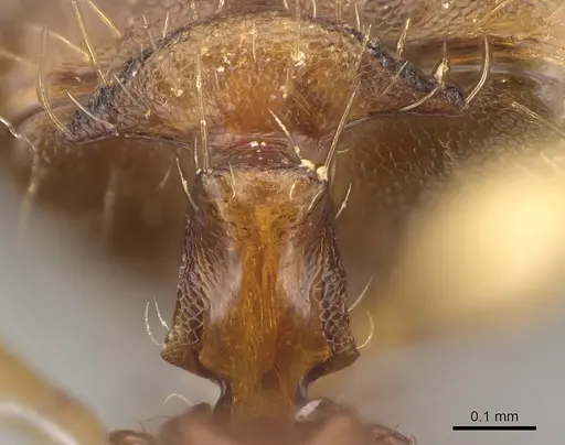 Pheidole vohemarensis specimen CASENT0040756 image casent0040756_1