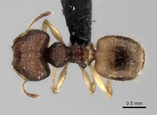 Pheidole vohemarensis specimen CASENT0041430 image casent0041430_1