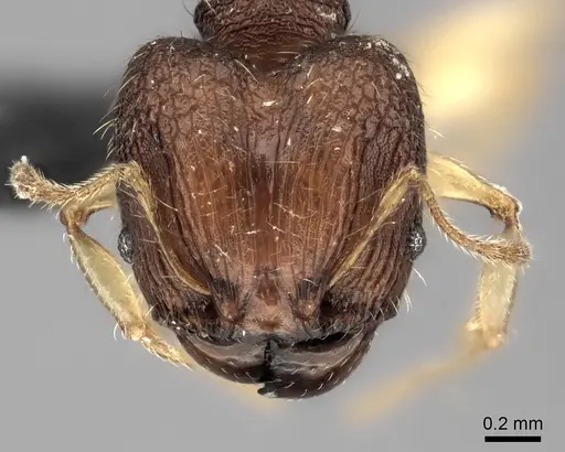 Pheidole vohemarensis specimen CASENT0041430 image casent0041430_2