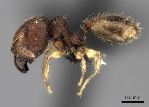 Pheidole vohemarensis specimen CASENT0041430 image casent0041430_3