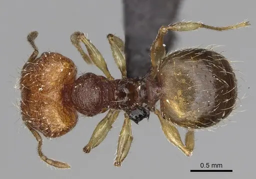 Pheidole vohemarensis specimen CASENT0107946 image casent0107946_1