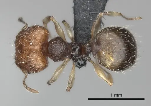 Pheidole vohemarensis specimen CASENT0107946 image casent0107946_2