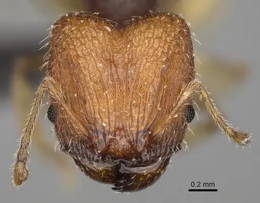 Pheidole vohemarensis specimen CASENT0107946 image casent0107946_3