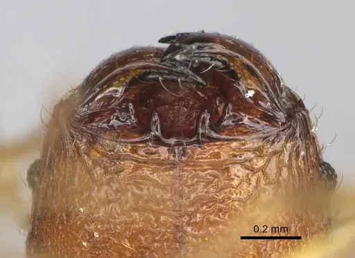 Pheidole vohemarensis specimen CASENT0107946 image casent0107946_4