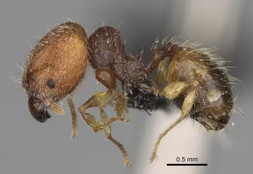 Pheidole vohemarensis specimen CASENT0107946 image casent0107946_5