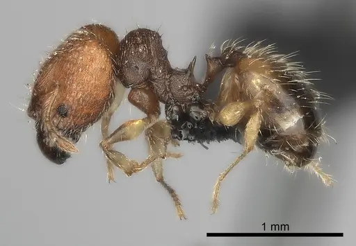 Pheidole vohemarensis specimen CASENT0107946 image casent0107946_6