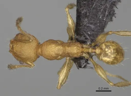 Pheidole vohemarensis specimen CASENT0107947 image casent0107947_1