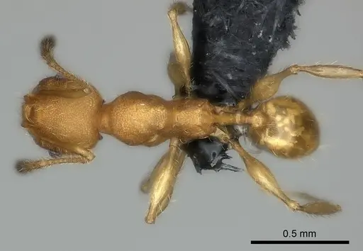 Pheidole vohemarensis specimen CASENT0107947 image casent0107947_2
