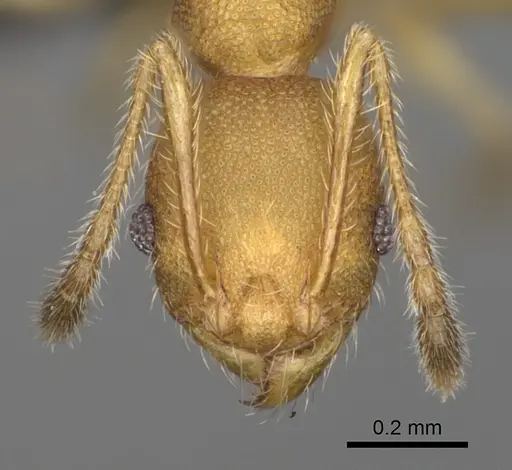 Pheidole vohemarensis specimen CASENT0107947 image casent0107947_3