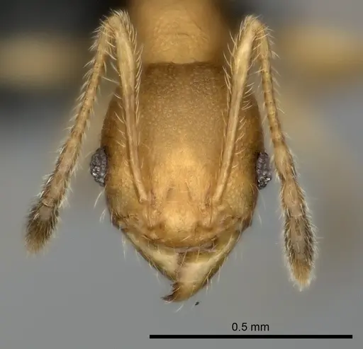 Pheidole vohemarensis specimen CASENT0107947 image casent0107947_4