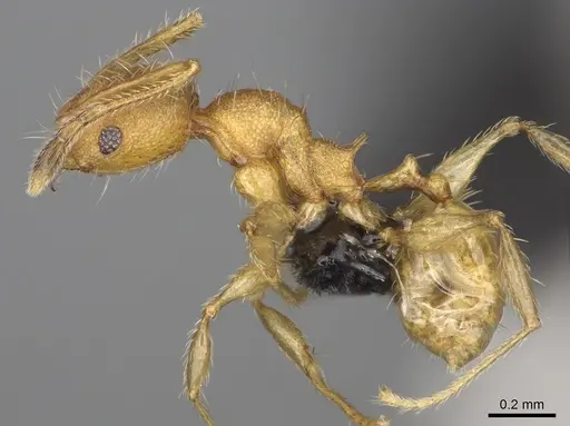 Pheidole vohemarensis specimen CASENT0107947 image casent0107947_5