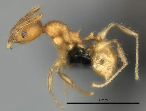 Pheidole vohemarensis specimen CASENT0107947 image casent0107947_6