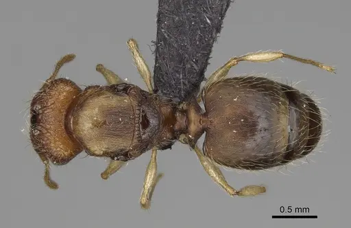 Pheidole vohemarensis specimen CASENT0217986 image casent0217986_1