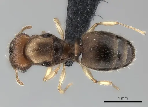 Pheidole vohemarensis specimen CASENT0217986 image casent0217986_2