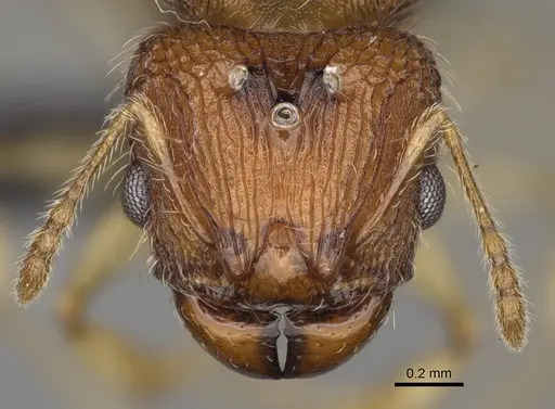 Pheidole vohemarensis specimen CASENT0217986 image casent0217986_3