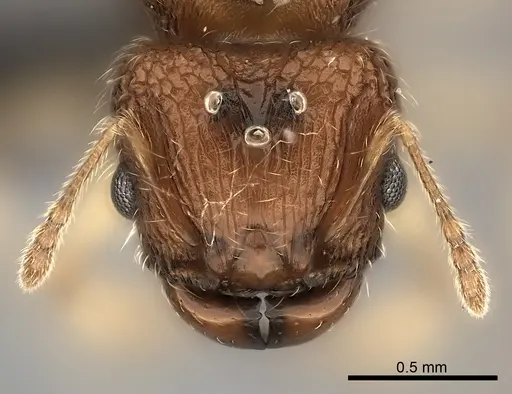 Pheidole vohemarensis specimen CASENT0217986 image casent0217986_4