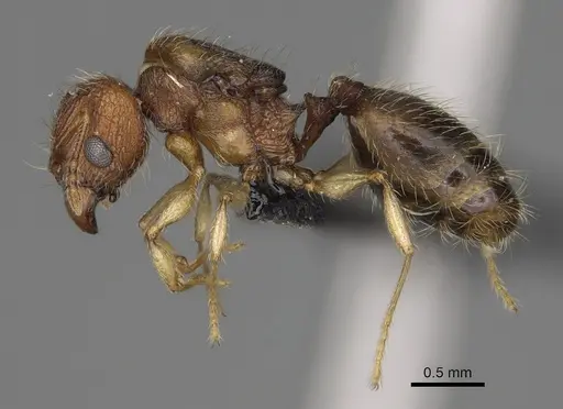 Pheidole vohemarensis specimen CASENT0217986 image casent0217986_5