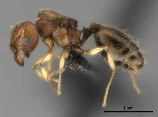 Pheidole vohemarensis specimen CASENT0217986 image casent0217986_6