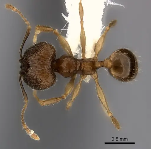 Pheidole volontany specimen CASENT0235057 image casent0235057_1