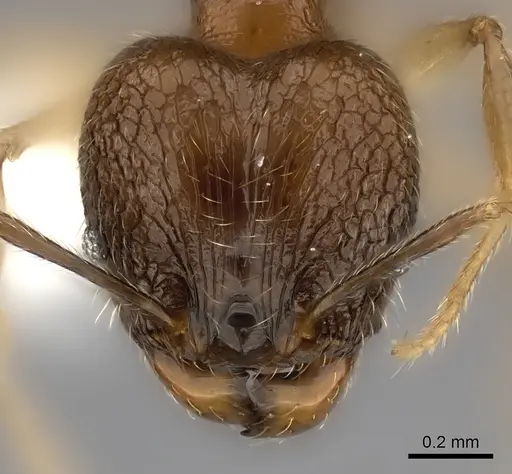 Pheidole volontany specimen CASENT0235057 image casent0235057_2