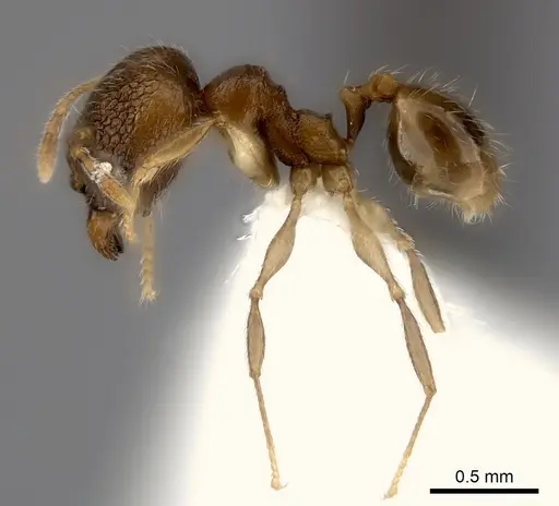 Pheidole volontany specimen CASENT0235057 image casent0235057_3