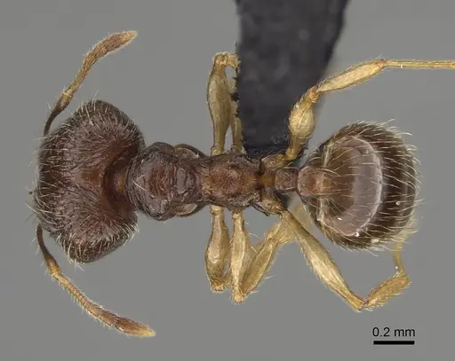 Pheidole volontany specimen CASENT0491861 image casent0491861_1
