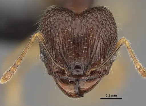 Pheidole volontany specimen CASENT0491861 image casent0491861_2