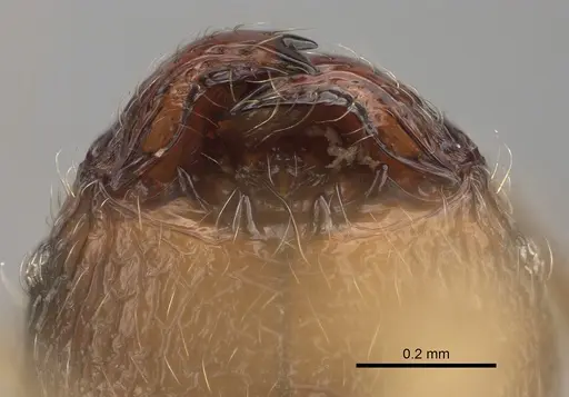 Pheidole volontany specimen CASENT0491861 image casent0491861_3