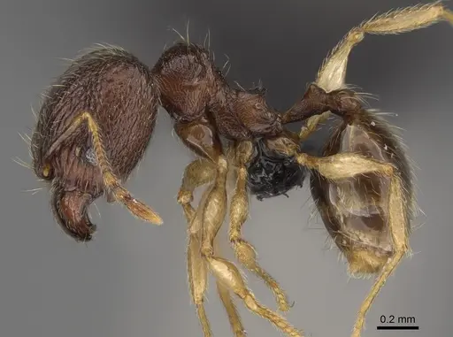 Pheidole volontany specimen CASENT0491861 image casent0491861_4