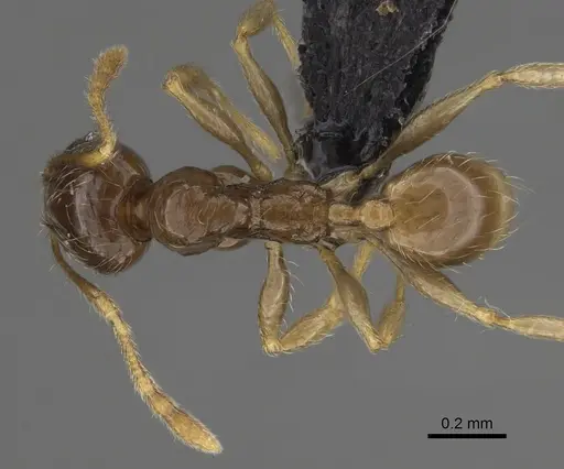 Pheidole volontany specimen CASENT0491862 image casent0491862_1