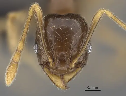 Pheidole volontany specimen CASENT0491862 image casent0491862_2