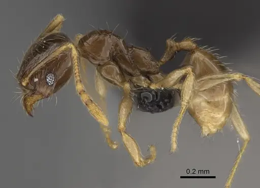 Pheidole volontany specimen CASENT0491862 image casent0491862_3