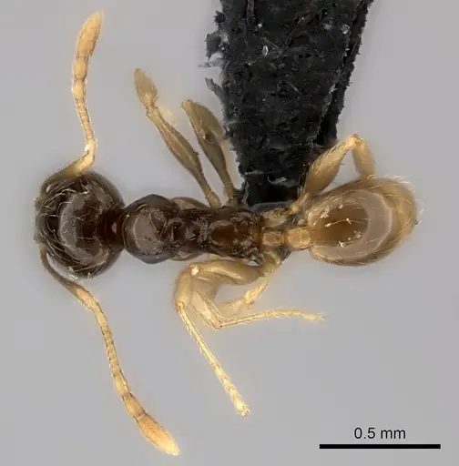 Pheidole volontany specimen CASENT0491878 image casent0491878_1