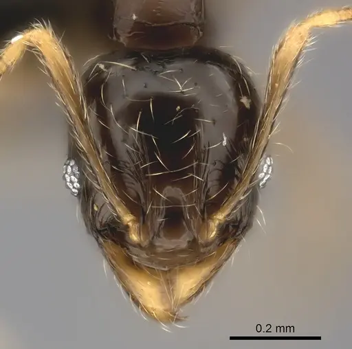 Pheidole volontany specimen CASENT0491878 image casent0491878_2