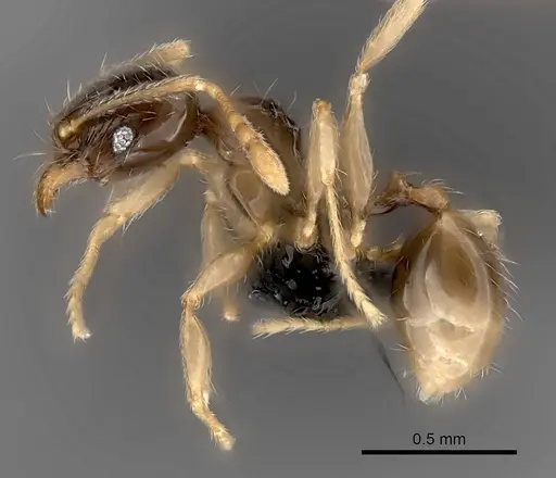 Pheidole volontany specimen CASENT0491878 image casent0491878_3