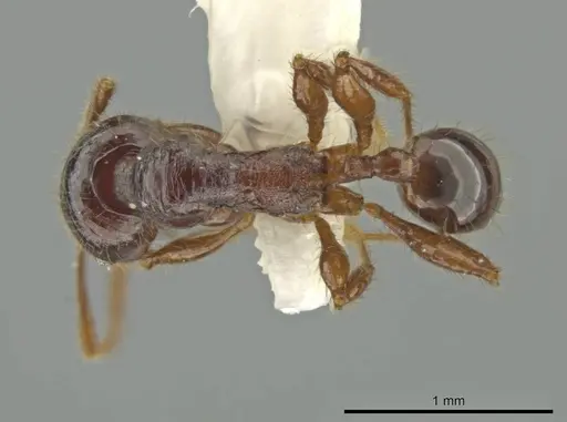 Pheidole vomer specimen CASENT0645892 image casent0645892_1